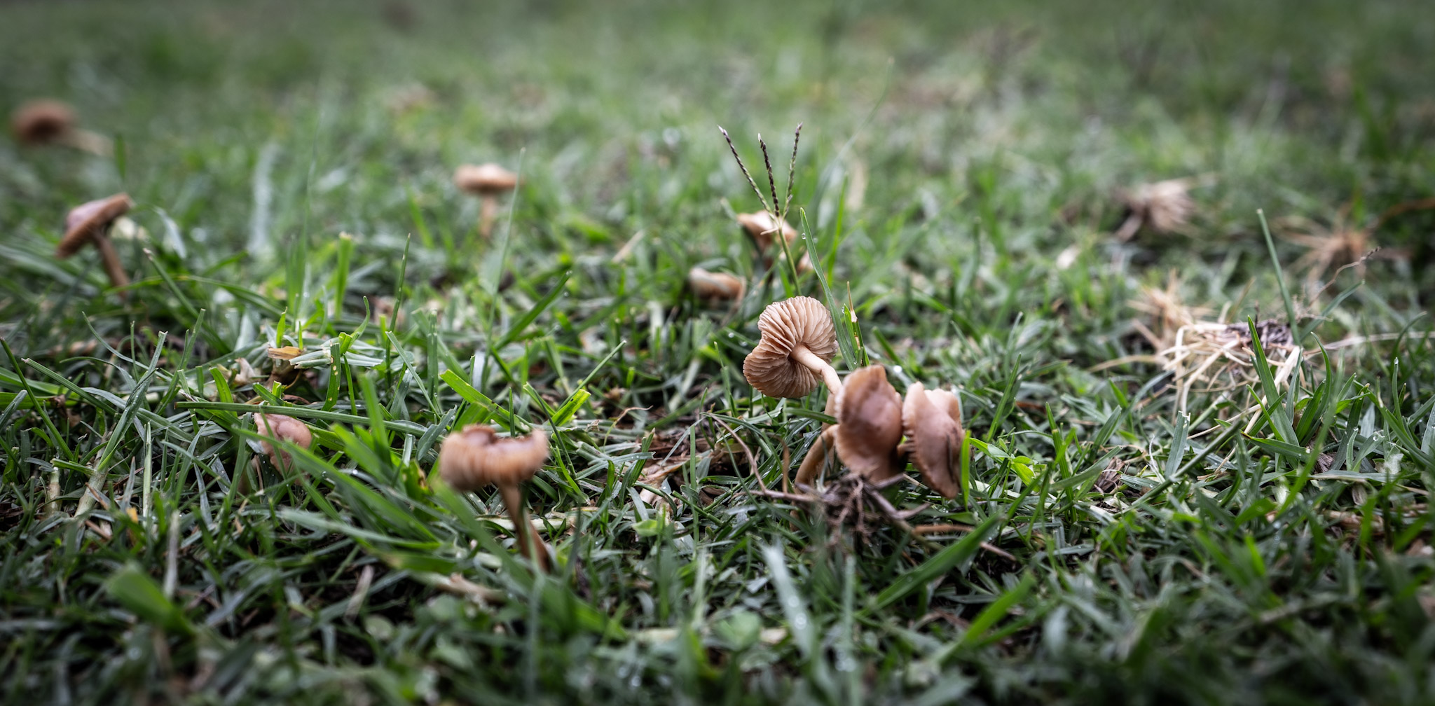 Deligate Mushrooms