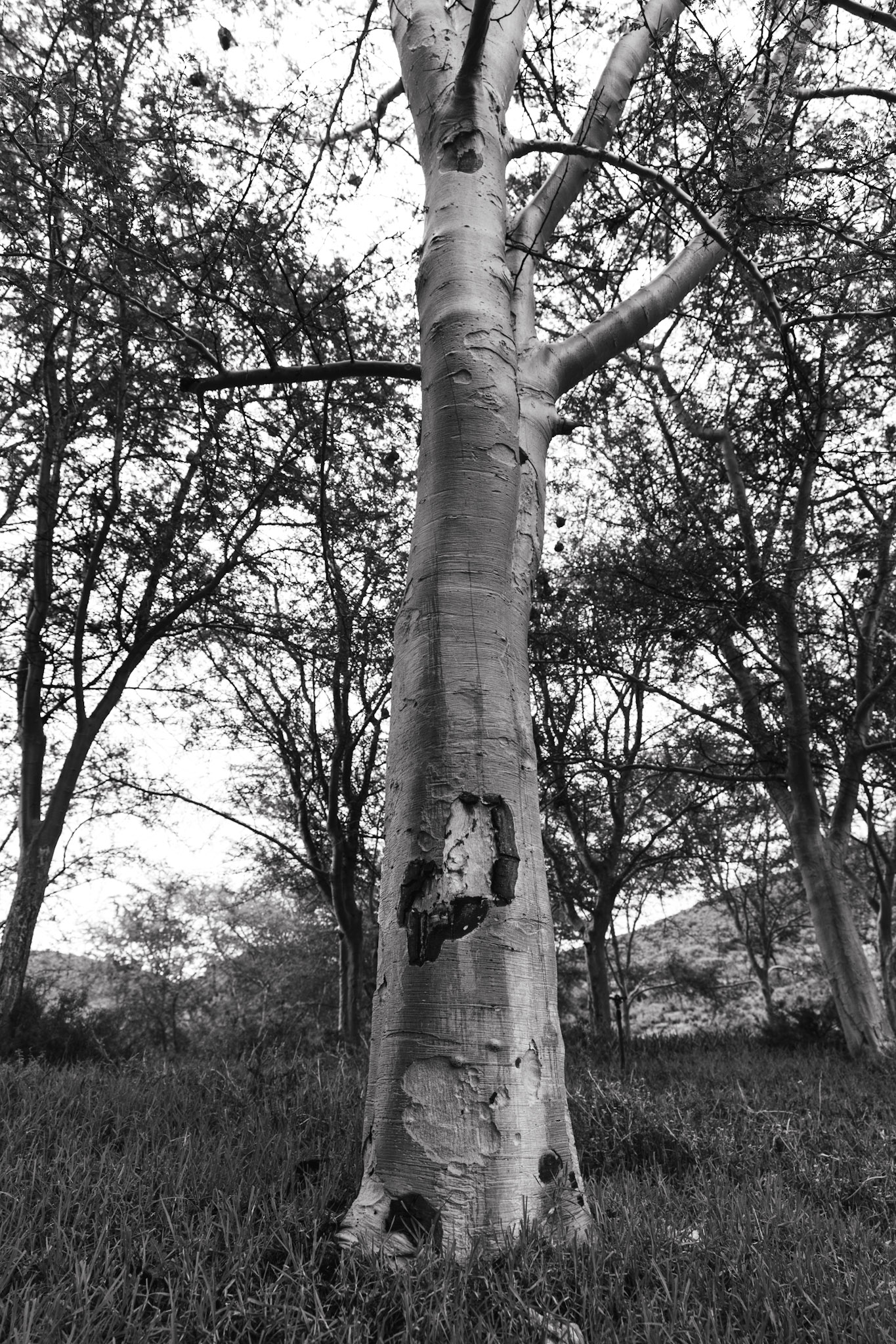 Trees at Rooiberg Lodge