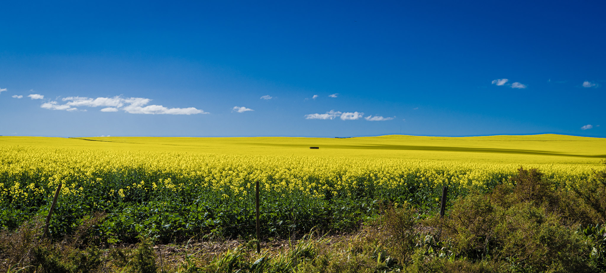 Canola fields